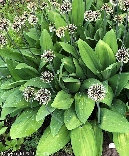 Allium ochotense, ohotanlaukka